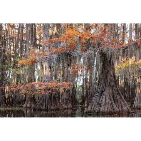 Big Cypress White Modern Wood Framed Art Print by Head, Danny