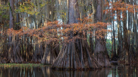 On the Bayou II White Modern Wood Framed Art Print with Double Matting by Head, Danny