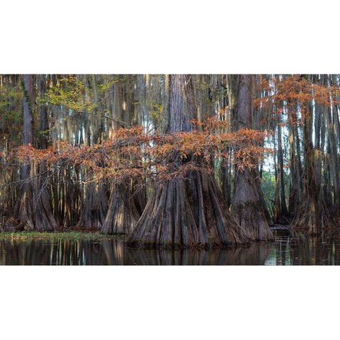 On the Bayou II Black Modern Wood Framed Art Print with Double Matting by Head, Danny