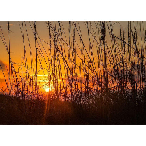 Sea Oats Black Modern Wood Framed Art Print with Double Matting by Head, Danny