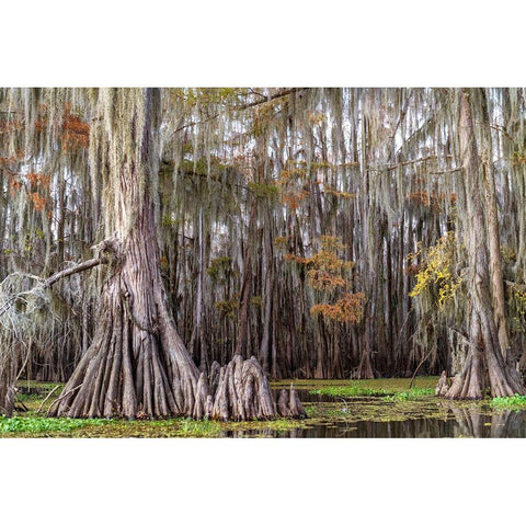 On the Bayou III Black Modern Wood Framed Art Print by Head, Danny