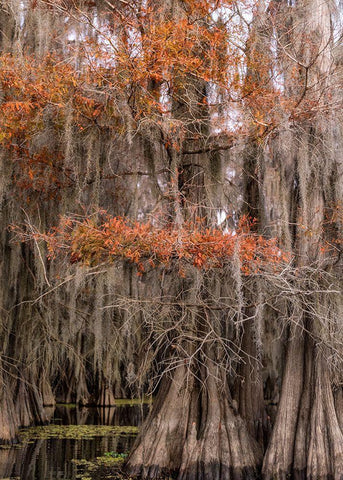 On the Bayou IV Black Ornate Wood Framed Art Print with Double Matting by Head, Danny