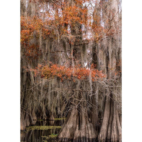 On the Bayou IV Black Modern Wood Framed Art Print by Head, Danny