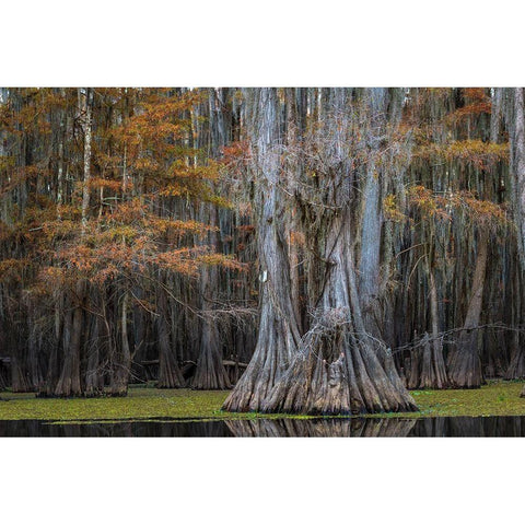 Cypress Trail White Modern Wood Framed Art Print by Head, Danny