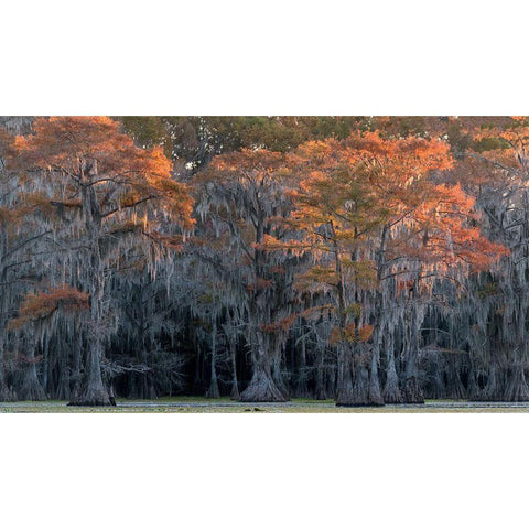 Sun Kissed Gold Ornate Wood Framed Art Print with Double Matting by Head, Danny