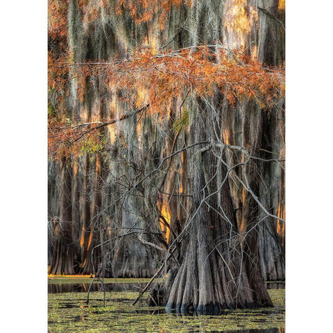 On the Bayou V White Modern Wood Framed Art Print by Head, Danny