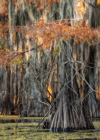On the Bayou V Black Ornate Wood Framed Art Print with Double Matting by Head, Danny