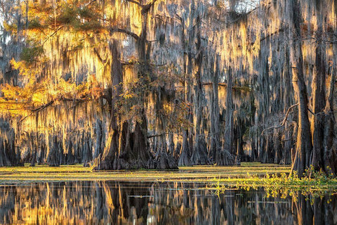 Bayou Dawning White Modern Wood Framed Art Print with Double Matting by Head, Danny