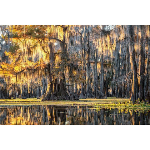 Bayou Dawning White Modern Wood Framed Art Print by Head, Danny