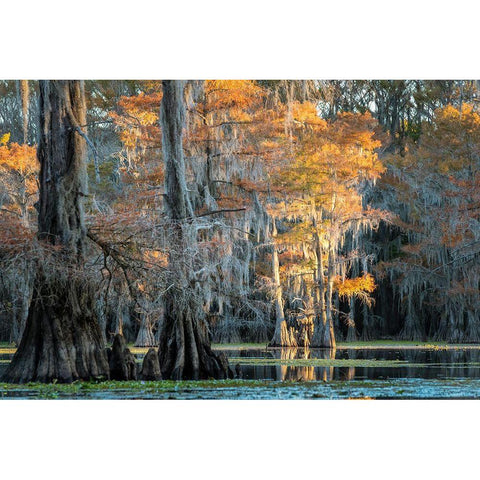 Soft Light II Gold Ornate Wood Framed Art Print with Double Matting by Head, Danny
