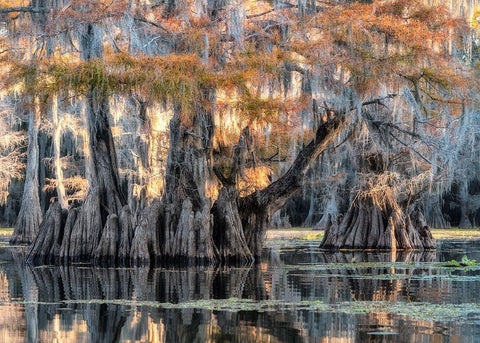 Bayou Morning Black Ornate Wood Framed Art Print with Double Matting by Head, Danny