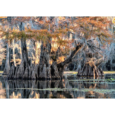 Bayou Morning Gold Ornate Wood Framed Art Print with Double Matting by Head, Danny