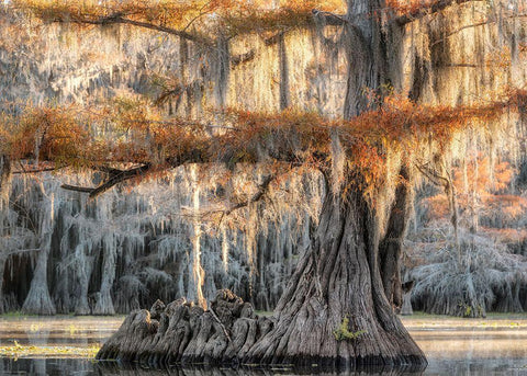 Cypress Magic White Modern Wood Framed Art Print with Double Matting by Head, Danny