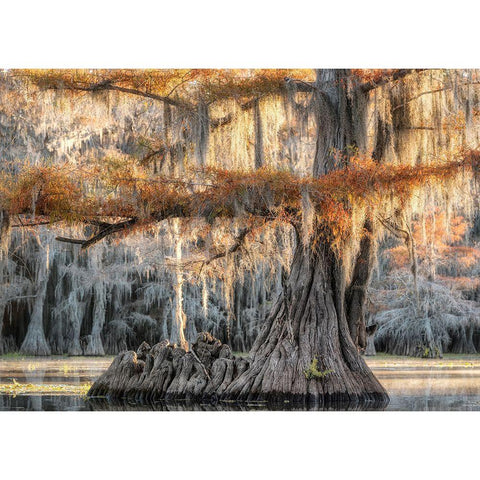 Cypress Magic Black Modern Wood Framed Art Print by Head, Danny