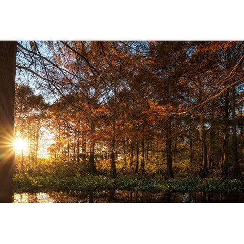 Last Light Gold Ornate Wood Framed Art Print with Double Matting by Head, Danny