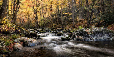 Morning Glow Black Ornate Wood Framed Art Print with Double Matting by Head, Danny