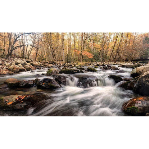 Autumn at Porters Creek White Modern Wood Framed Art Print by Head, Danny