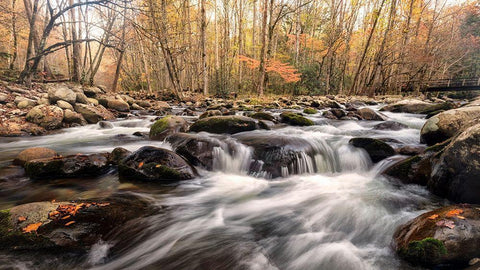 Autumn at Porters Creek White Modern Wood Framed Art Print with Double Matting by Head, Danny