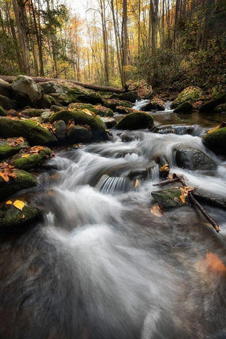 Fallen  Leaves IV White Modern Wood Framed Art Print with Double Matting by Head, Danny