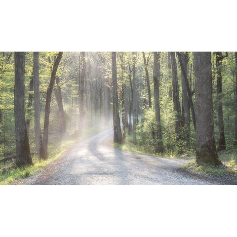 Misty Road White Modern Wood Framed Art Print by Head, Danny