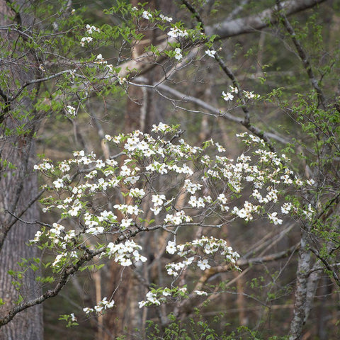 Dogwoods II White Modern Wood Framed Art Print by Head, Danny