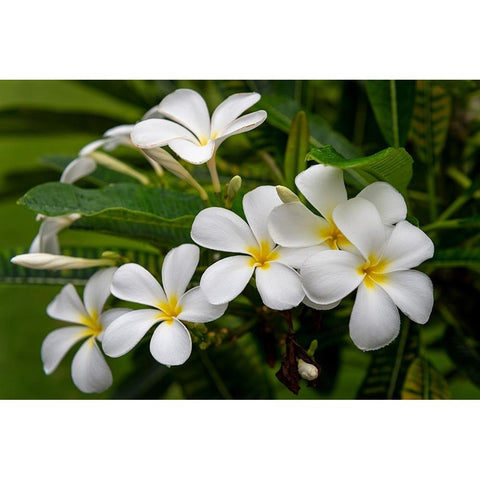 Plumeria I White Modern Wood Framed Art Print by Head, Danny