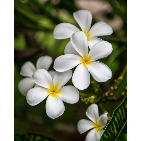 Plumeria II White Modern Wood Framed Art Print by Head, Danny