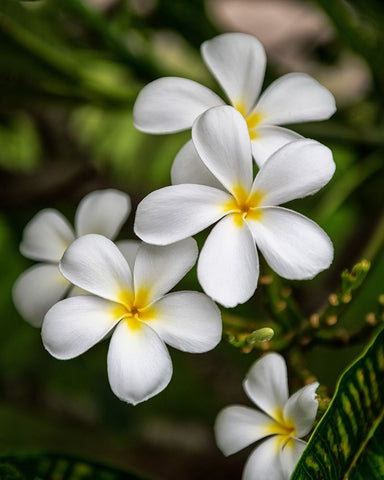 Plumeria II Black Ornate Wood Framed Art Print with Double Matting by Head, Danny