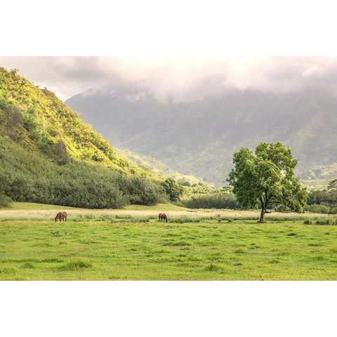 Kauai Grazing Black Modern Wood Framed Art Print by Head, Danny