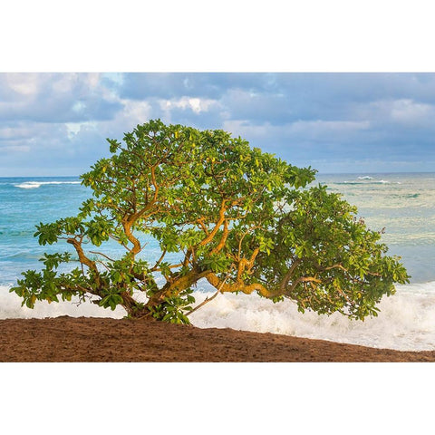 Beachside Tree Black Modern Wood Framed Art Print by Head, Danny