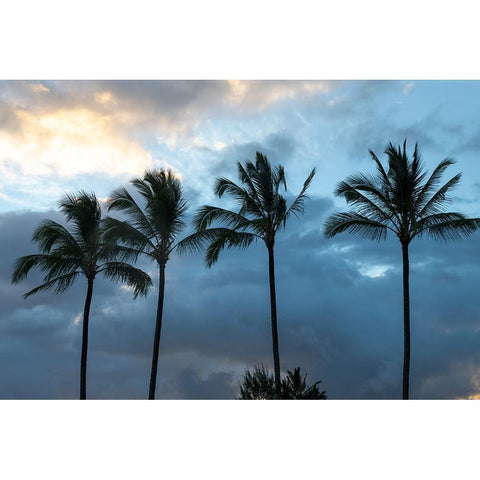 Palm Silhouette I Black Modern Wood Framed Art Print by Head, Danny