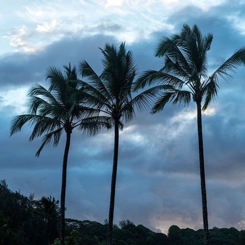 Palm Silhouette II White Modern Wood Framed Art Print with Double Matting by Head, Danny