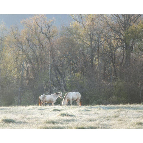 Morning Graze Black Modern Wood Framed Art Print with Double Matting by Head, Danny