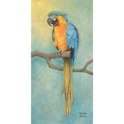 Macaw- Blue Boy White Modern Wood Framed Art Print by Rizzo, Gene