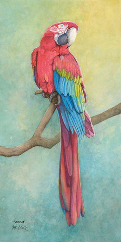 Macaw-Scarlet White Modern Wood Framed Art Print with Double Matting by Rizzo, Gene