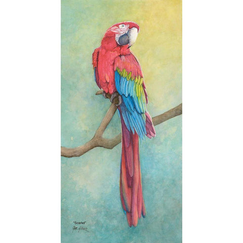 Macaw-Scarlet Black Modern Wood Framed Art Print with Double Matting by Rizzo, Gene