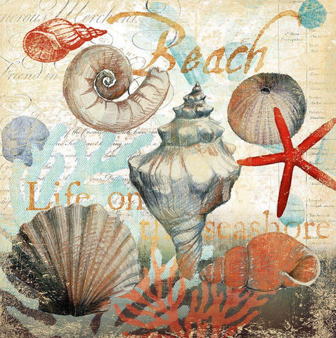 Shell Collector1 White Modern Wood Framed Art Print with Double Matting by Art Licensing Studio