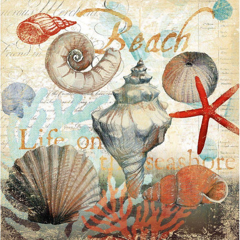 Shell Collector1 White Modern Wood Framed Art Print by Art Licensing Studio