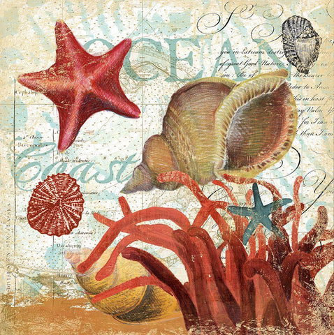 Shell Collector 1I White Modern Wood Framed Art Print with Double Matting by Art Licensing Studio