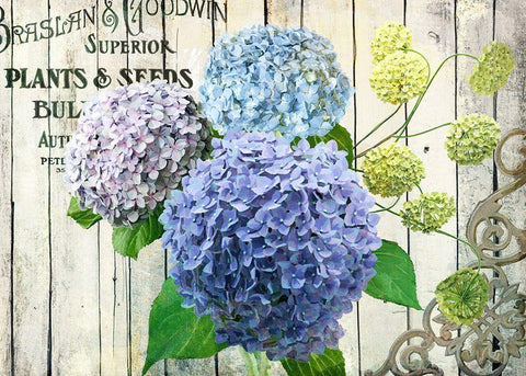 Farm Seed Hydrangeas Black Ornate Wood Framed Art Print with Double Matting by Art Licensing Studio