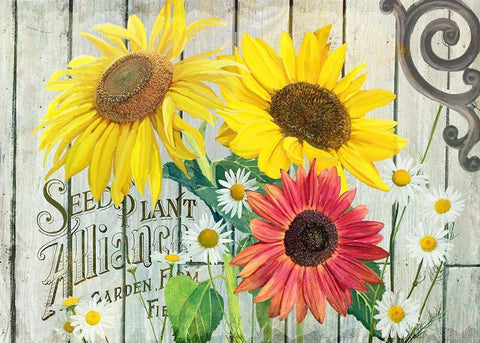 Farm Seed Sunflowers White Modern Wood Framed Art Print with Double Matting by Art Licensing Studio