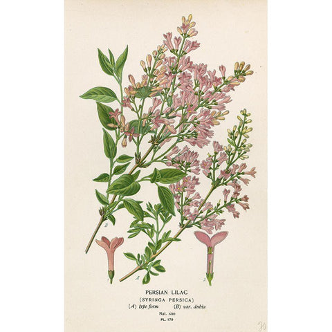 Persian Lilac Black Modern Wood Framed Art Print with Double Matting by Art Licensing Studio