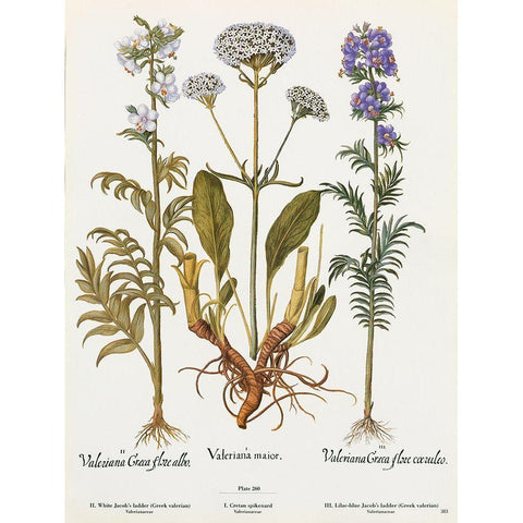 Valeriana White Modern Wood Framed Art Print by Art Licensing Studio