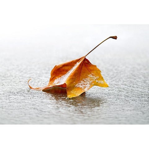 Crisp Black Modern Wood Framed Art Print with Double Matting by Heine, Ben