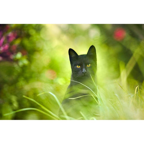 Black Cat Black Modern Wood Framed Art Print by Heine, Ben