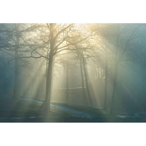 Forest Melody Black Modern Wood Framed Art Print with Double Matting by Heine, Ben
