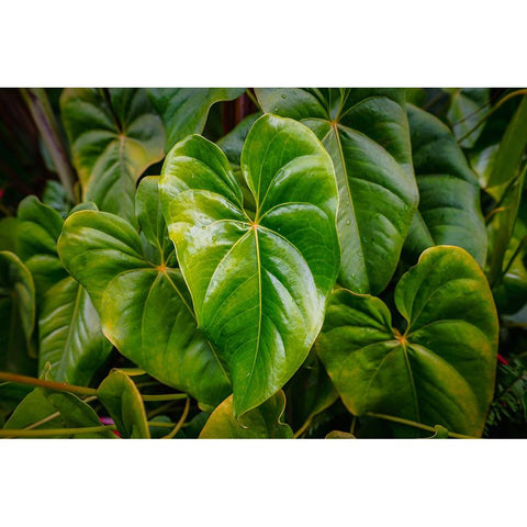 Goma 1 Black Modern Wood Framed Art Print with Double Matting by Heine, Ben