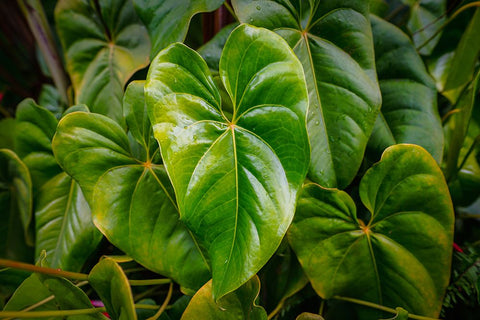 Goma 1 Black Ornate Wood Framed Art Print with Double Matting by Heine, Ben