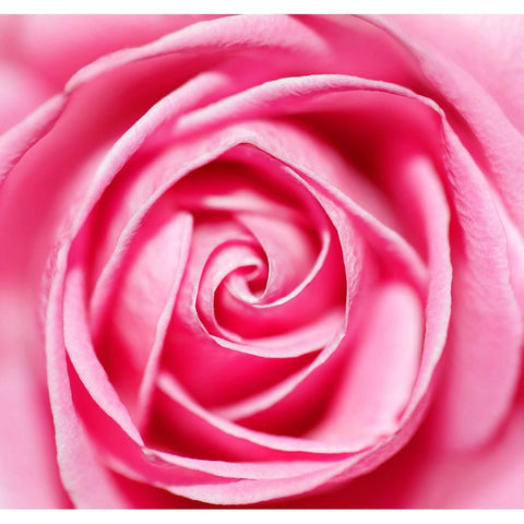 Petal by Petal Black Modern Wood Framed Art Print with Double Matting by Heine, Ben