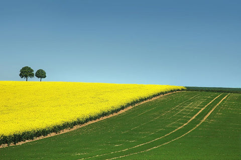 Love is Colorful Black Ornate Wood Framed Art Print with Double Matting by Heine, Ben